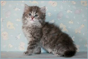 Male Siberian Kitten from Deedlebug Siberians